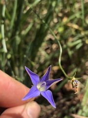 Wahlenbergia luteola
