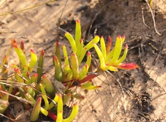 Carpobrotus muirii