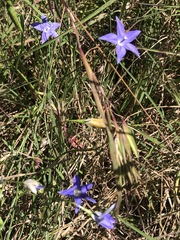 Wahlenbergia luteola