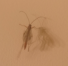 Ophion obscuratus