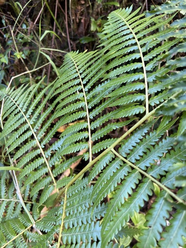 Cibotium menziesii observed 2022-11-07