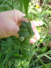 Acaena pallida