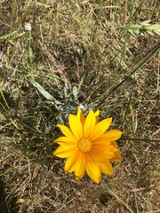 Gazania × splendens