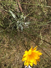 Gazania × splendens
