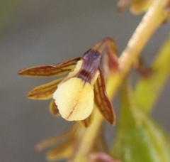 Eulophia cochlearis