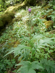 Cirsium rivulare