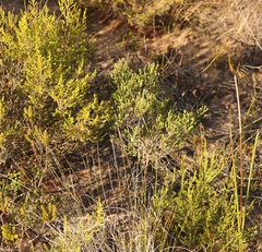 Euchaetis albertiniana