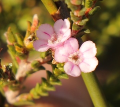 Euchaetis albertiniana