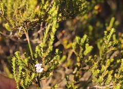Euchaetis albertiniana