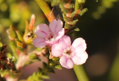 Euchaetis albertiniana