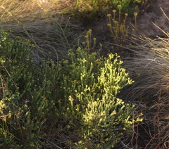Agathosma apiculata