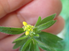 Ranunculus parviflorus