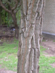 Holarrhena pubescens