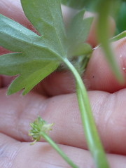 Ranunculus parviflorus