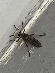 Dolopus simulans