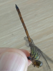 Lathrecista asiatica