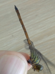 Lathrecista asiatica