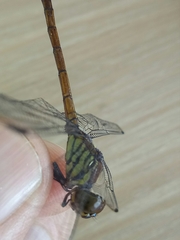 Lathrecista asiatica