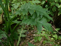 Cirsium rivulare