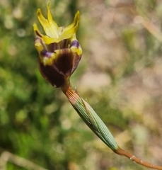 Moraea inconspicua