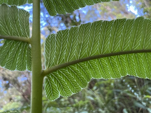 Menisciopsis cyatheoides observed 2022-11-07