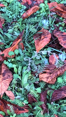 Echium vulgare