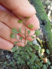 Asplenium hookerianum