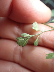 Asplenium hookerianum