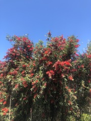 Melaleuca citrina