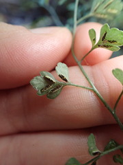 Asplenium hookerianum
