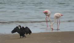 Phalacrocorax carbo lucidus