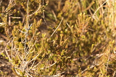 Struthiola striata