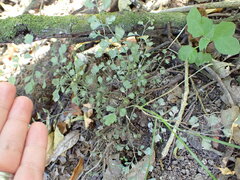 Asplenium hookerianum