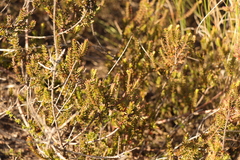 Struthiola striata