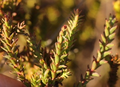 Struthiola striata