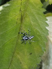 Salticidae
