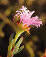 Lampranthus pauciflorus