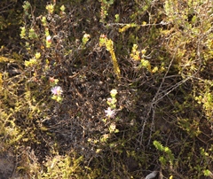 Lampranthus pauciflorus