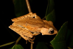 Polypedates otilophus