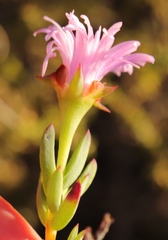 Lampranthus pauciflorus