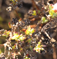 Lampranthus pauciflorus