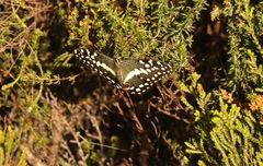 Papilio demodocus