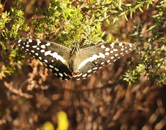 Papilio demodocus