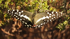 Papilio demodocus