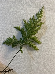 Vandenboschia cyrtotheca