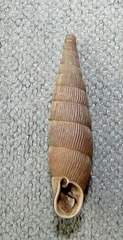 Clausiliini
