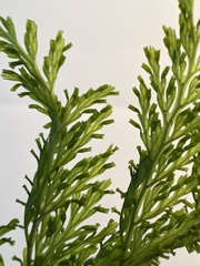 Vandenboschia cyrtotheca