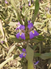 Hygrophila auriculata