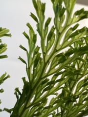 Vandenboschia cyrtotheca