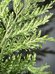 Vandenboschia cyrtotheca